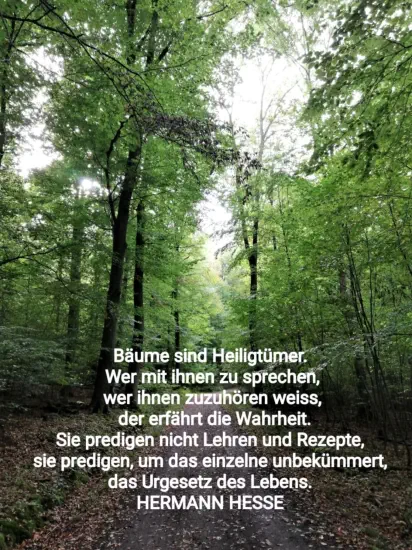 Bäume und Hesse